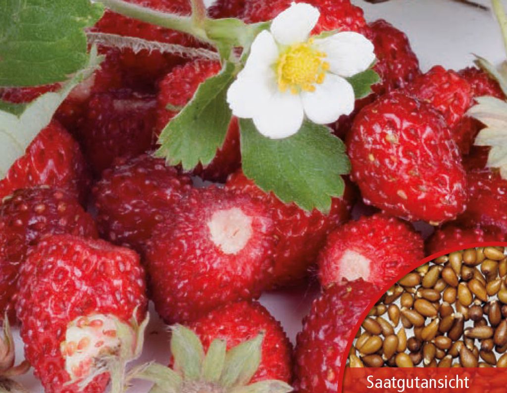 Samen Monatserdbeeren Rügen, Fragaria vesca, Samen Dürr