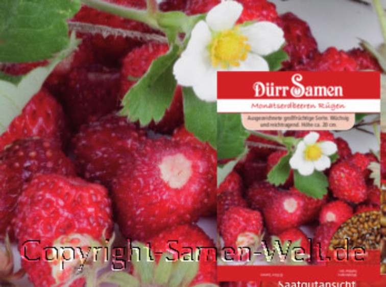 Monatserdbeeren Samen, Fragaria vesca, Dürr Samen