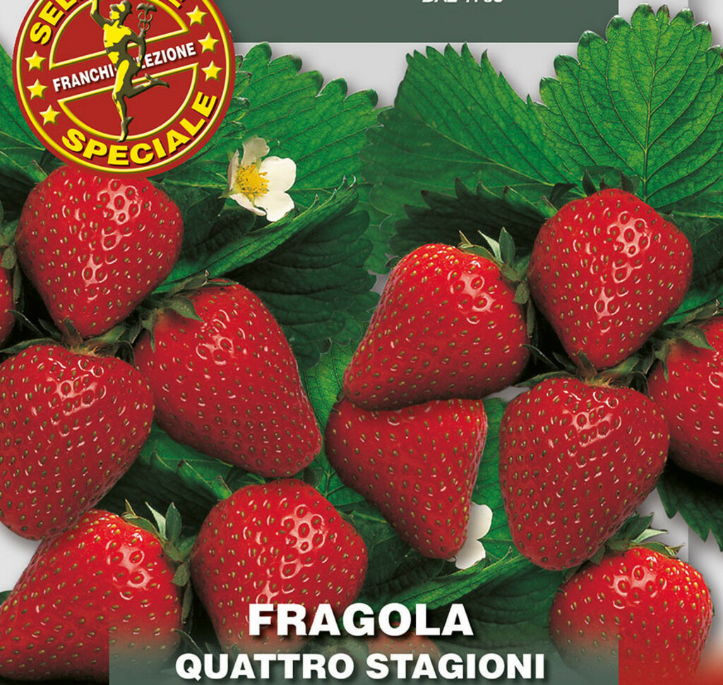 Samen Erdbeeren Quattro Stagioni, Fragaria vesca L. Franchi Sementi