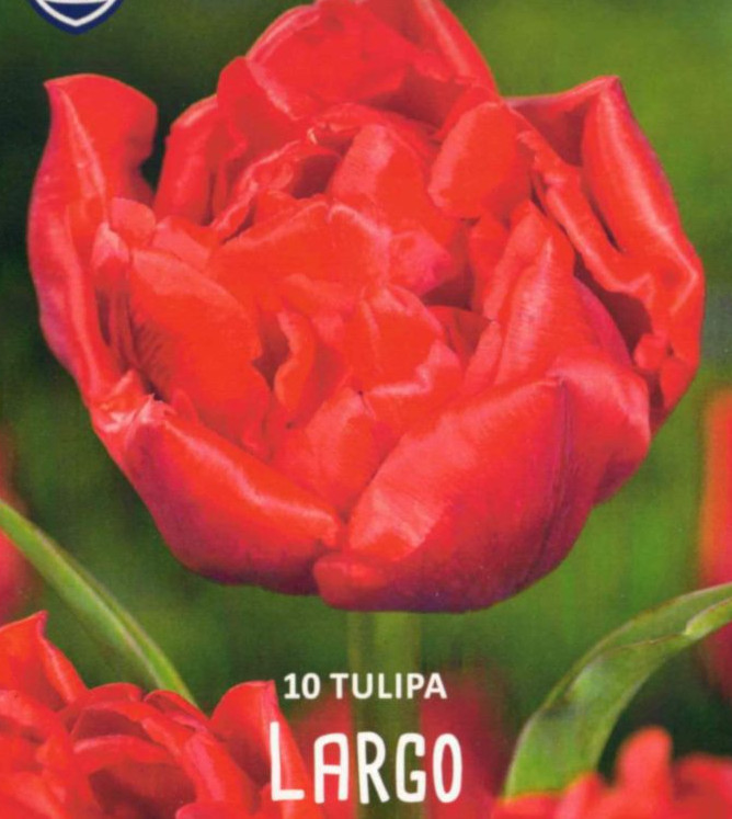 Tulpen, Tulpenzwiebeln, Largo, Lefeber, gefüllte frühe Tulpe, 25 cm, 10 Blumenzwiebeln