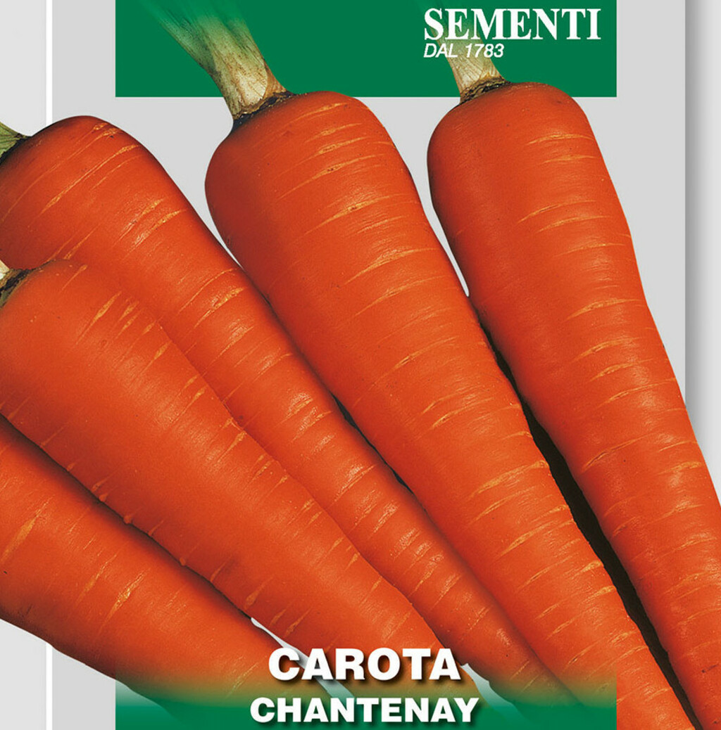 Samen Möhren, Wurzeln, Karotten Chantenay , Daucus carota, Franchi Samen