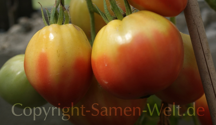 Samen Tomaten Samen Ochsenherz Fleischtomate Cuor di Bue