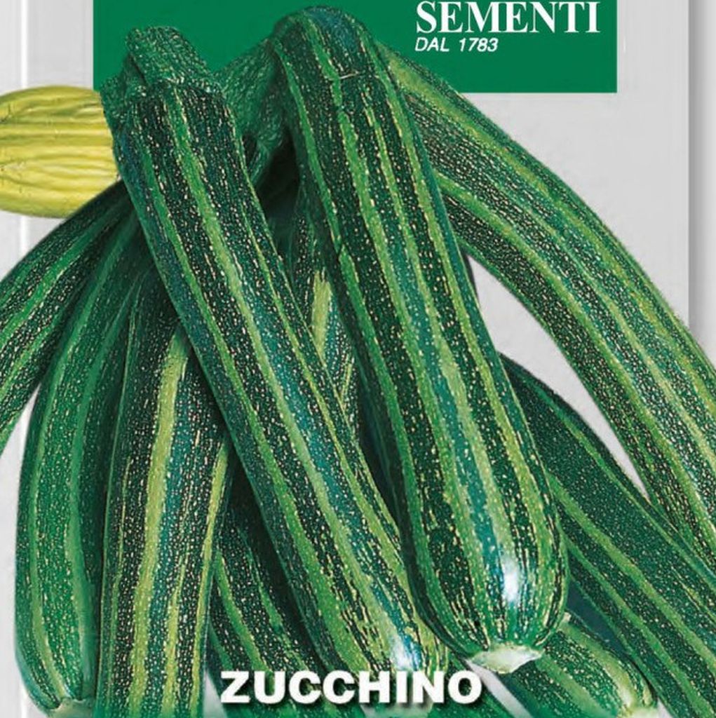 Samen Zucchini Striato D'Italia, Cucurbita pepo L. , Franchi Sementi