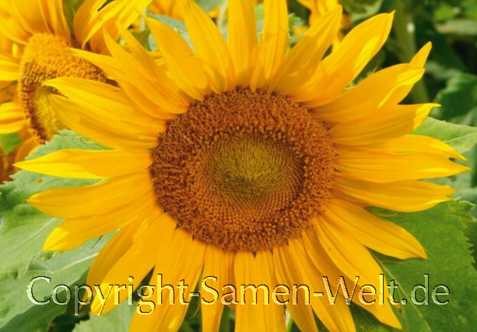 Sonnenblumen Samen Irish Eyes, Irische Augen, Helianthus annuus